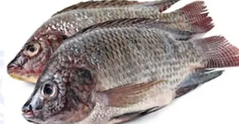 Live tilapia